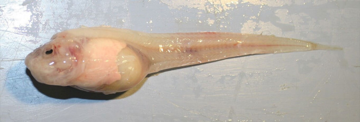 Mariana snailfish