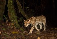 British Ecological Society photography competition British Ecological Society photography competition