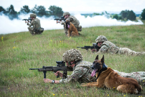 Dogs and soldiers on training exercise