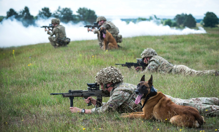 Dogs and soldiers on training exercise