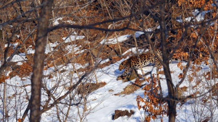 Amur leopard