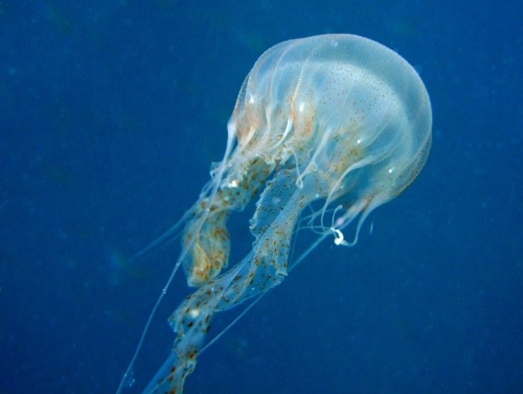 China aircraft carrier and jellyfish