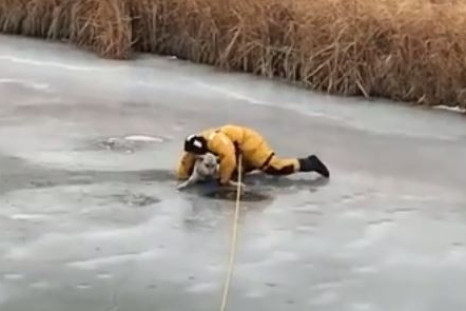 Firefighter rescues dog in Canada