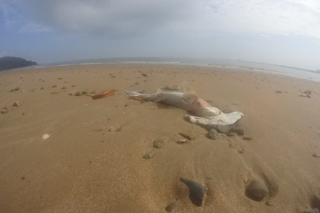 Mystery surrounds the reasons behind dozens of dead sharks being washed up onto a Queensland beach