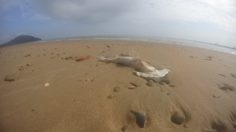Mystery surrounds the reasons behind dozens of dead sharks being washed up onto a Queensland beach
