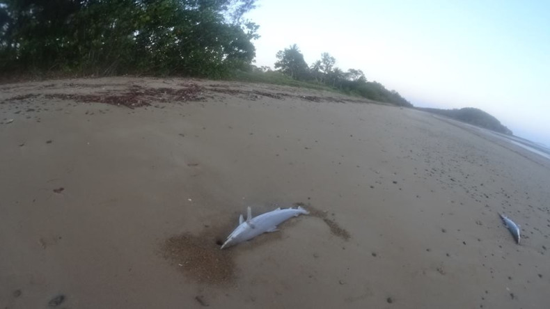A number of dead sharks being washed up onto the Louisa Creek Beach, on Australia’s east coast
