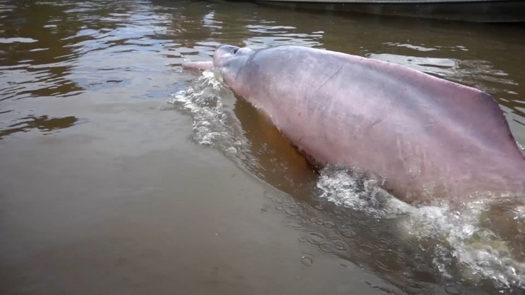 First Ever Tagging Of Amazon Dolphins To Boost Conservation