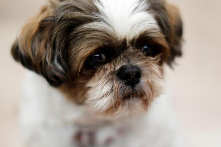 Shih Tzu dog