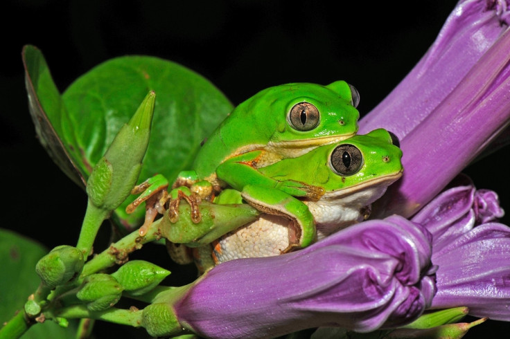 Royal Society Publishing photo competition