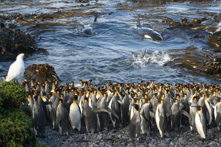 Royal Society Publishing photo competition