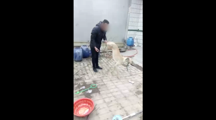 Man beats dog to death