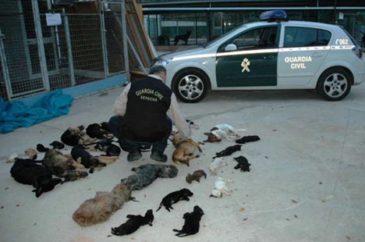 Animal Park mass killings