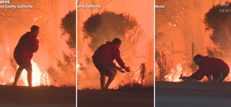 Los Angeles Wildfire Rabbit Rescue