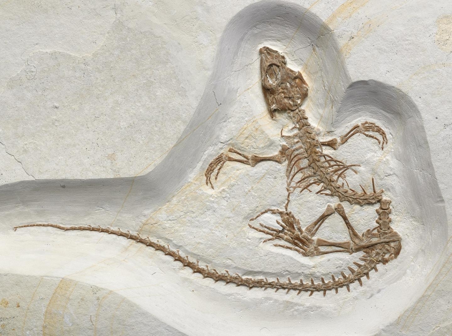 155-million-year-old Jurassic underwater lizard fossil with a whip-like