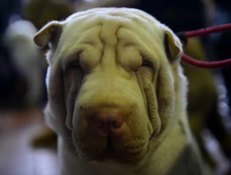 Shar Pei