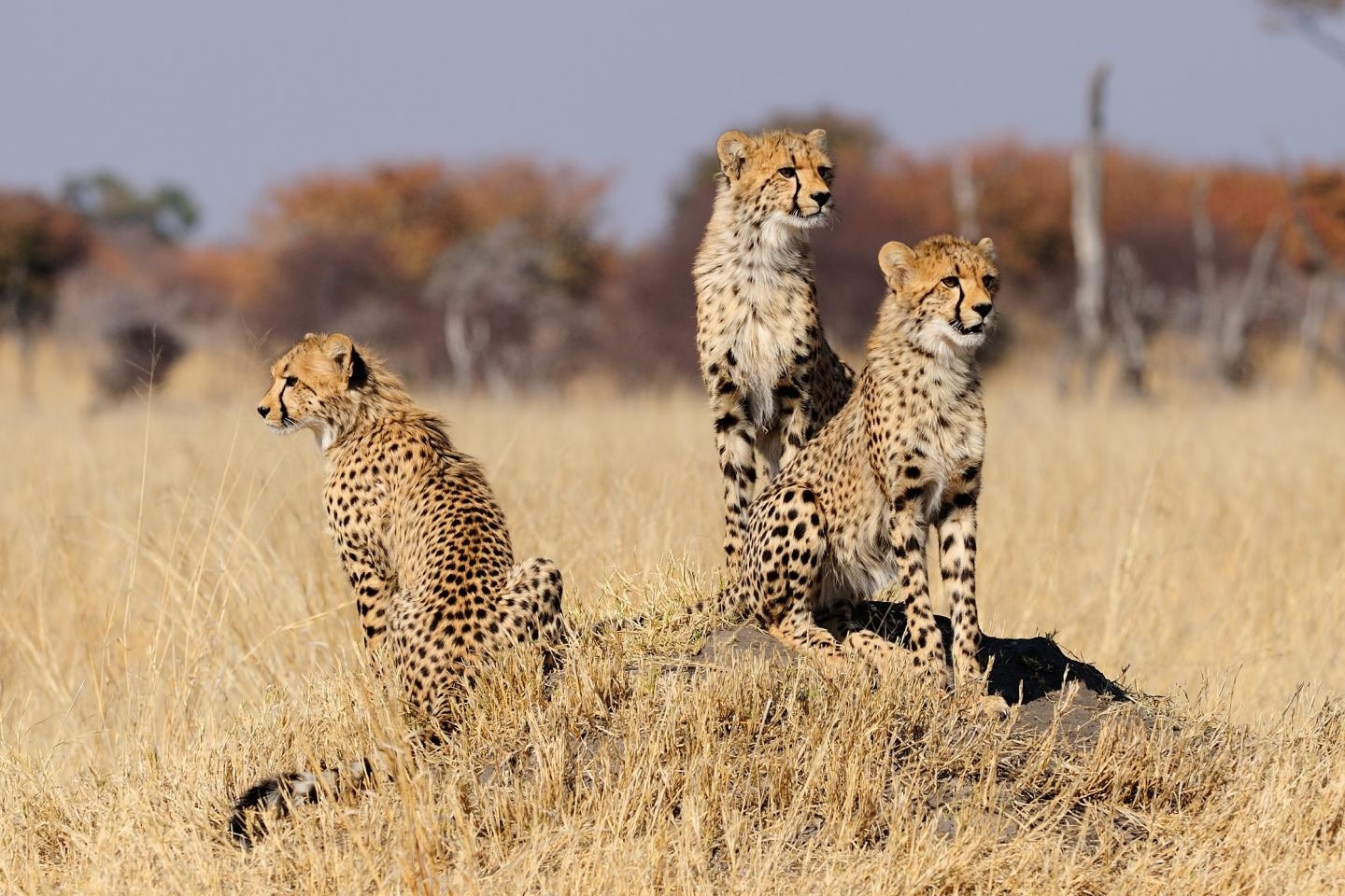 Time Running Out For Cheetahs As Scientists Fear For Future Of World S   Cheetahs 