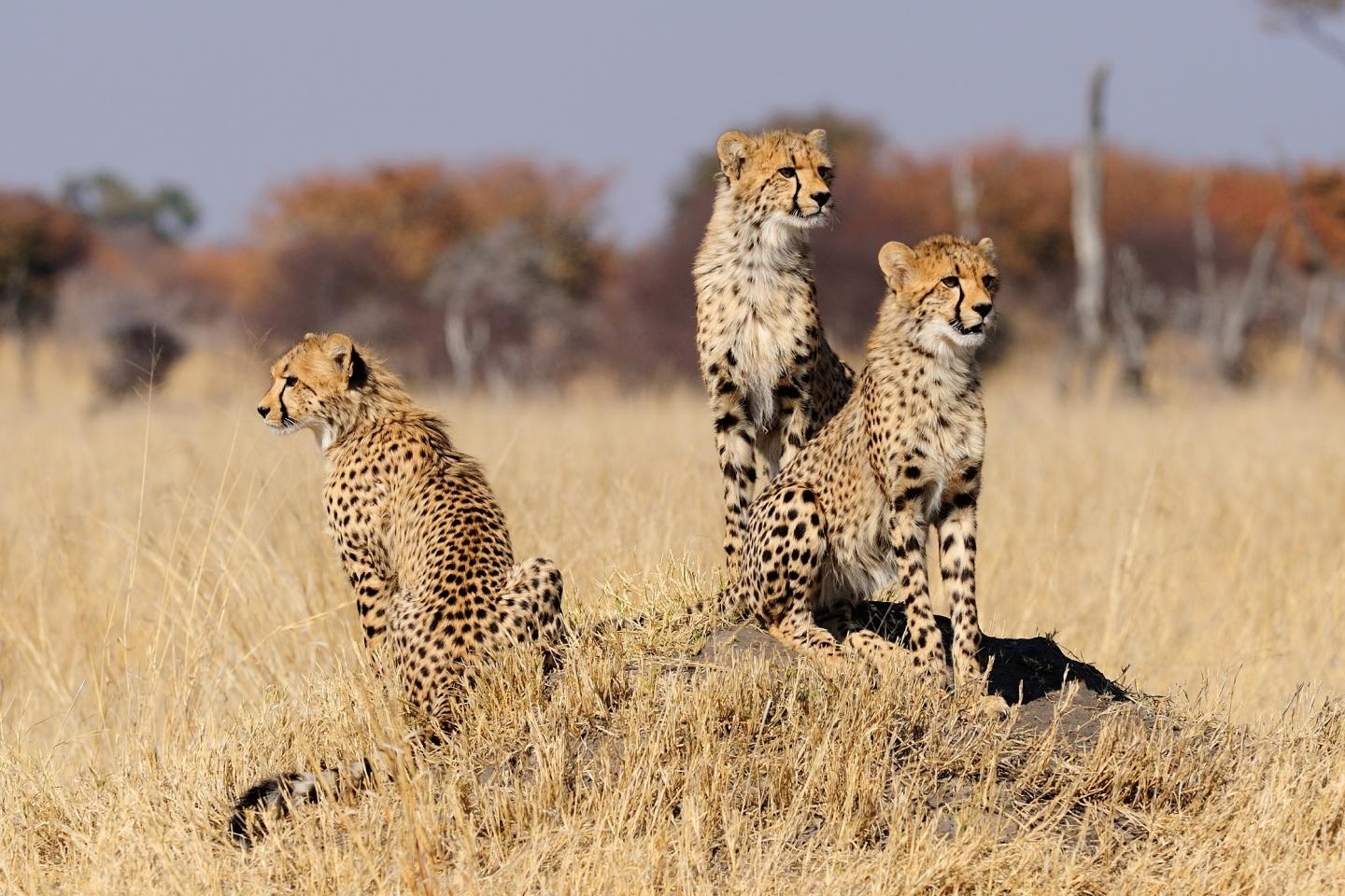 Time running out for cheetahs as scientists fear for future of world's