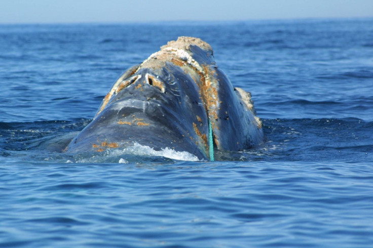 North Atlantic whale 