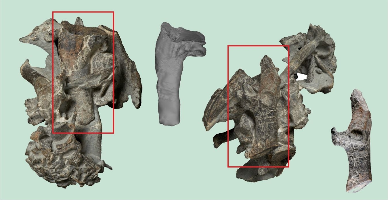 Kumimanu biceae: A giant human-sized ancient penguin has been discovered