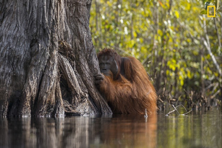 National Geographic Nature Photographer of the Year