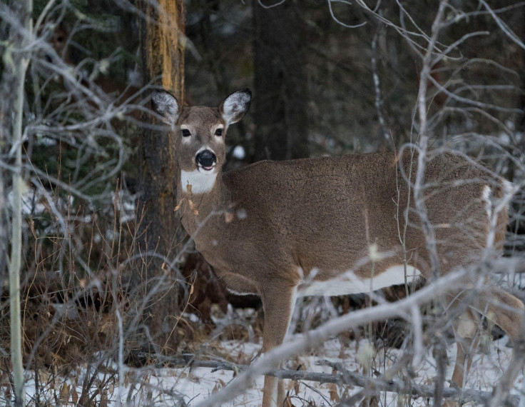 Deer suicide