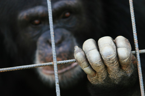 India chimpanzee birthday