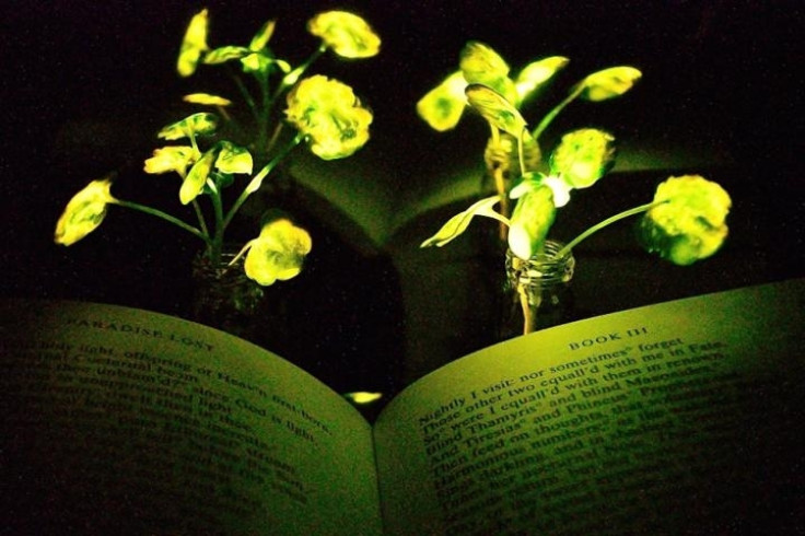 MIT's glowing plants