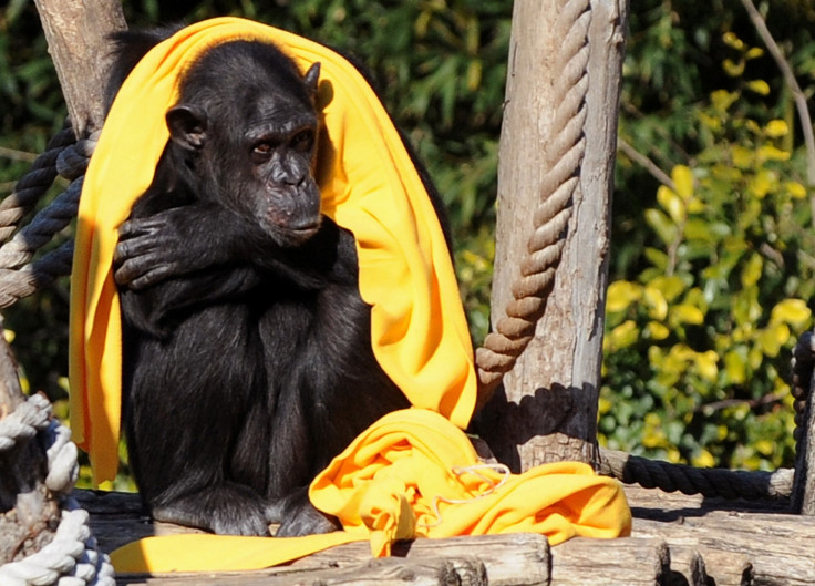 Chimpanzee, cold