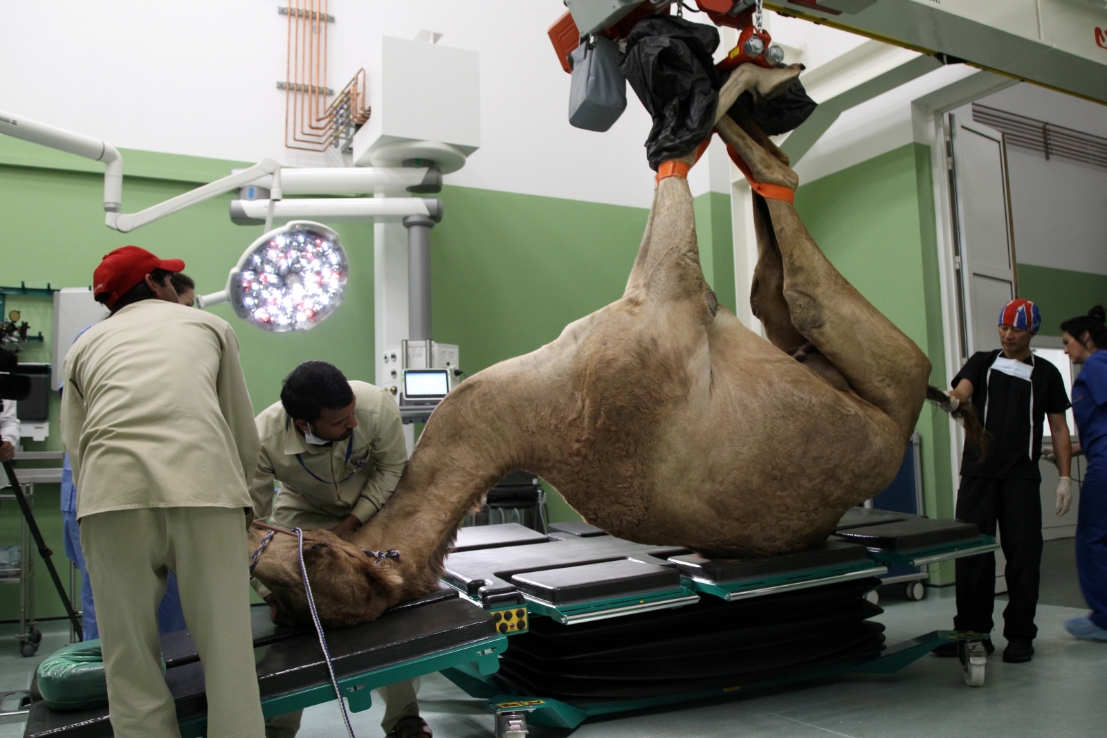 First pictures of camels under the knife in Dubai's £8m luxury hospital