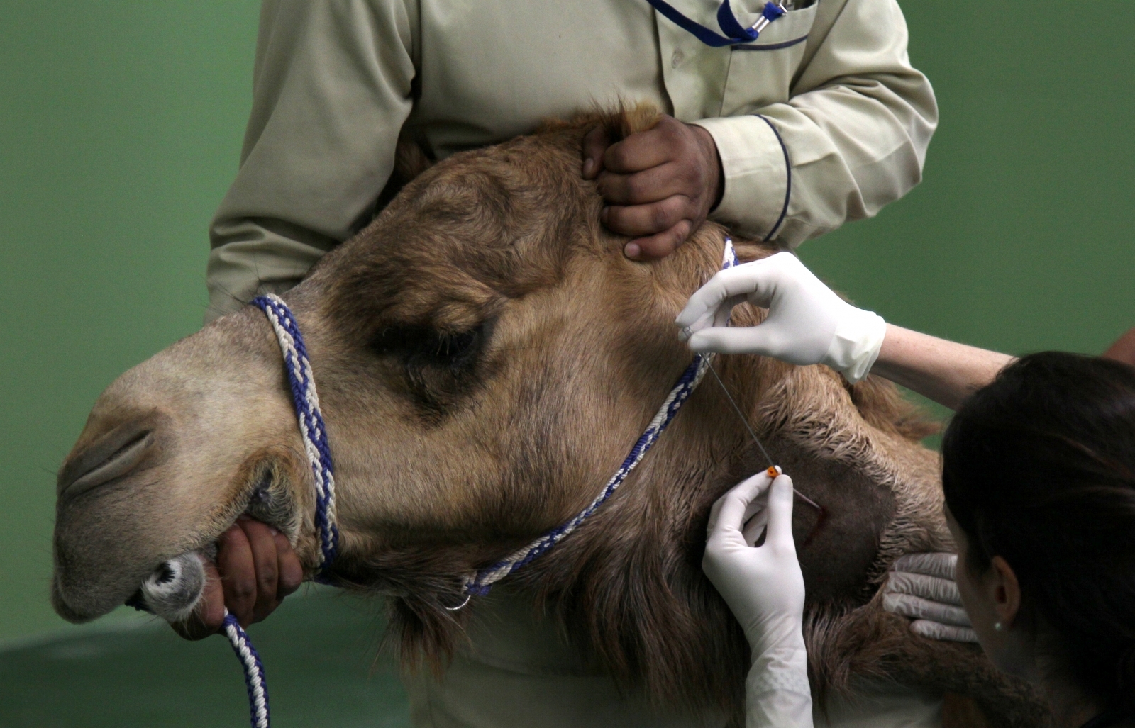 Dubai Camel Hospital