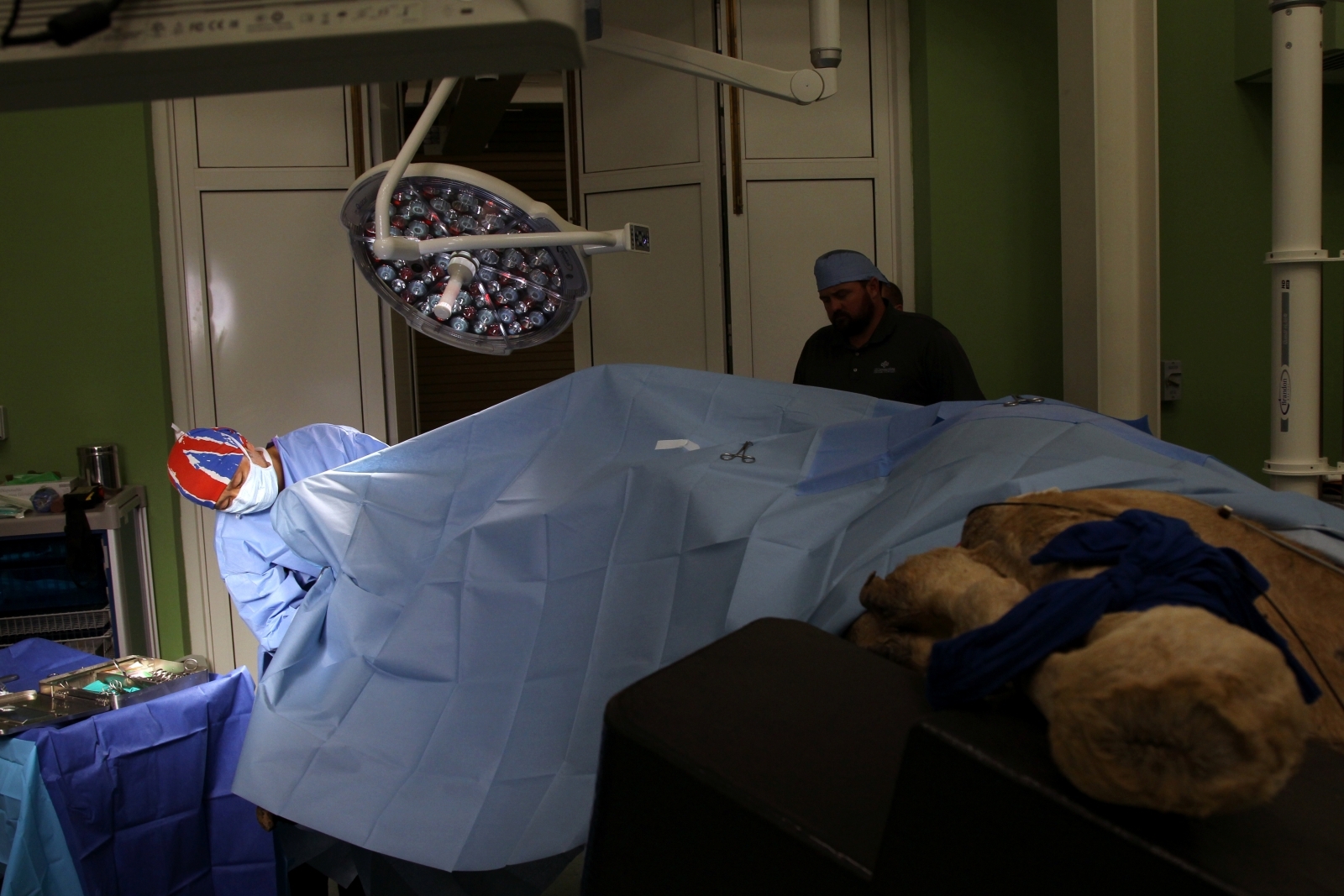 First pictures of camels under the knife in Dubai�s £8m