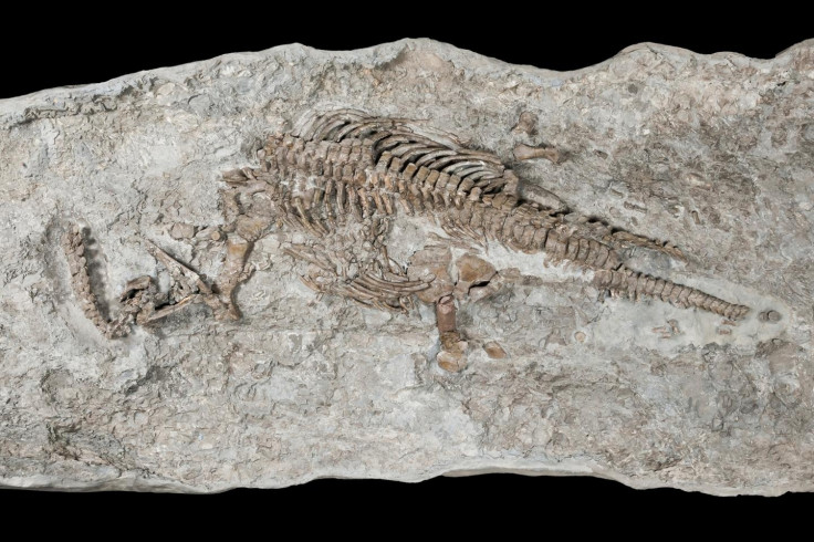 Rhaeticosaurus plesiosaur