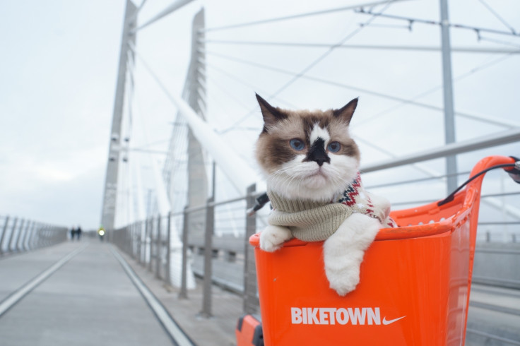 A cat in a basket