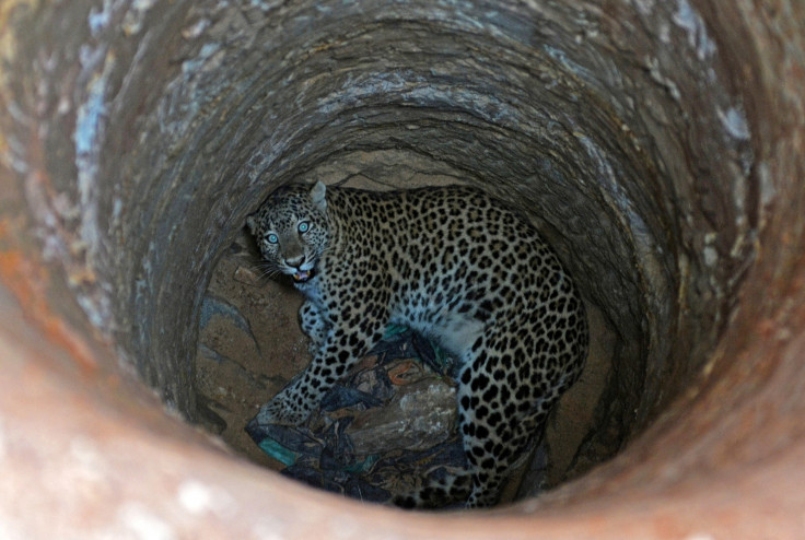 India Leopard