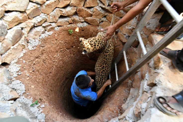 India Leopard