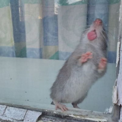 Rat licking window metheringham