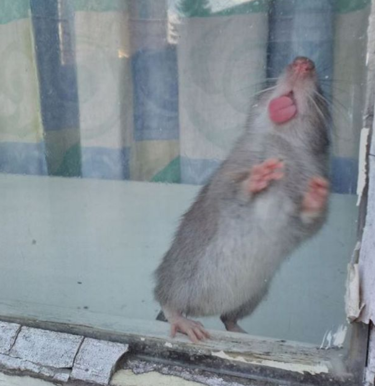 Nightmare images of rat invasion spreading terror in historic English