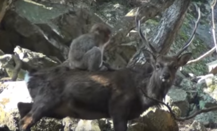 Snow monkey on sika deer