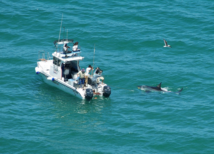 Shark spotted near beach