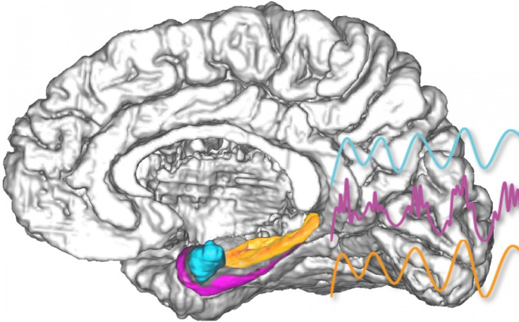 Brain amygdala electrical stimulation