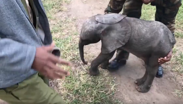 baby elephant