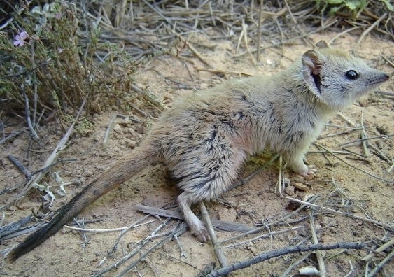 Crest-tailed mulgara