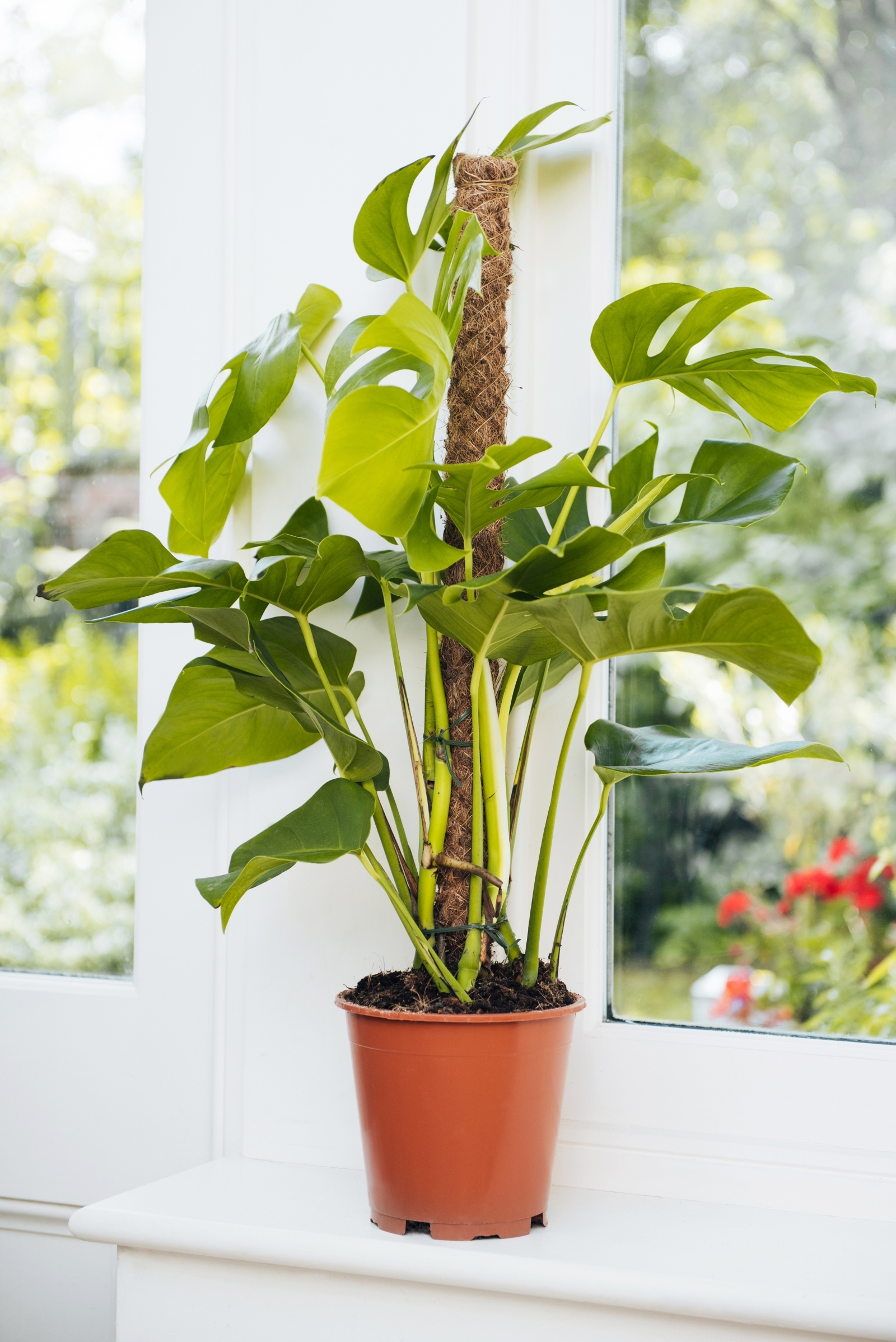 The trendiest house plants for 2018
