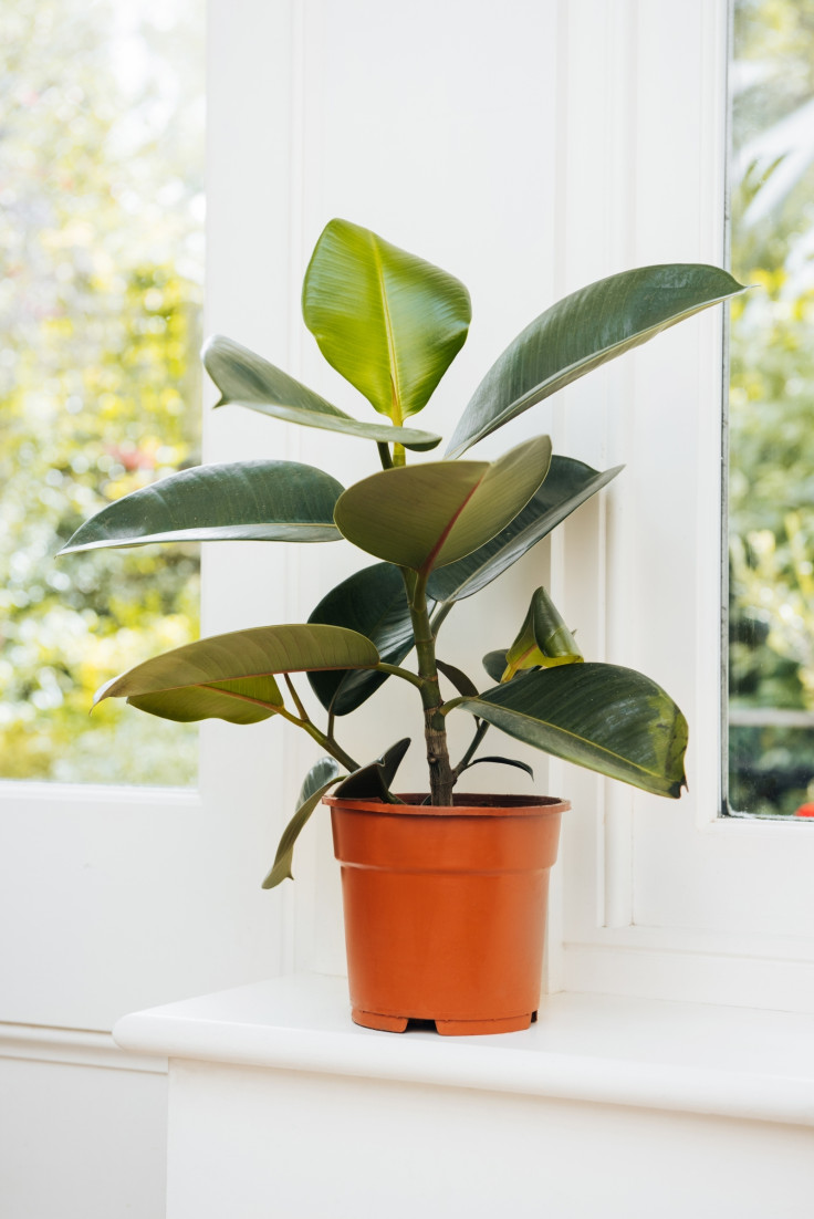 Rubber plant