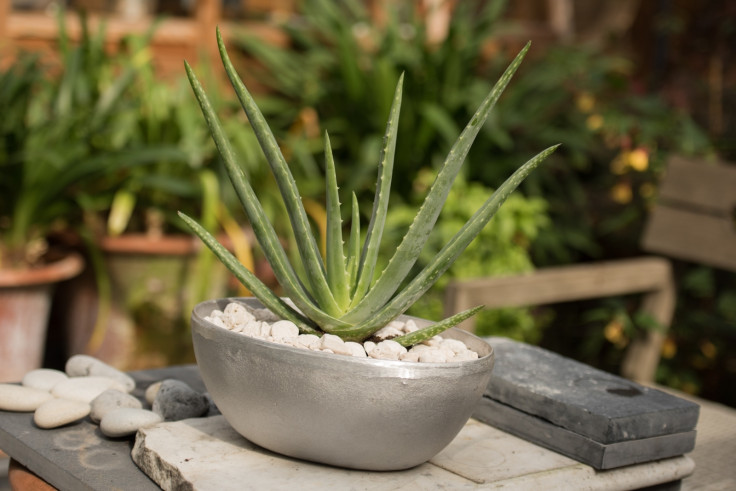 Aloe Vera