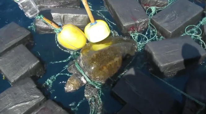 Turtle trapped in cocaine Turtle trapped in cocaine