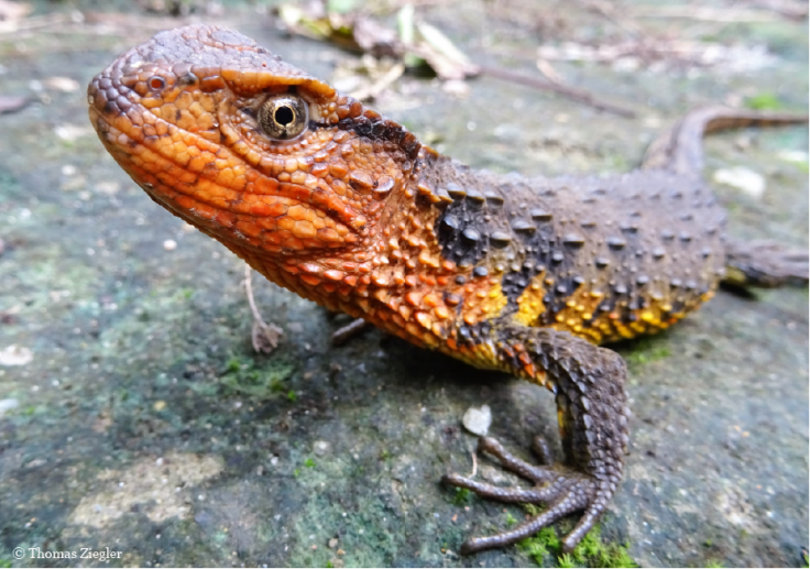 Crocodile lizard