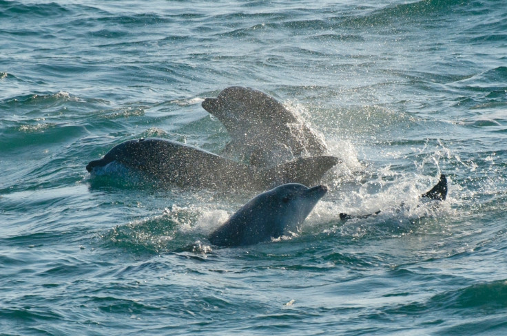 bottlenose dolphins