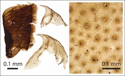 Microscopic animal fossil
