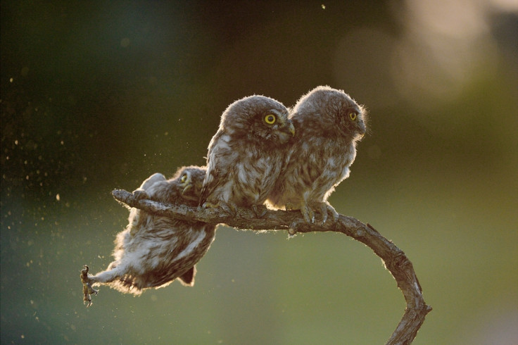 Comedy Wildlife Awards